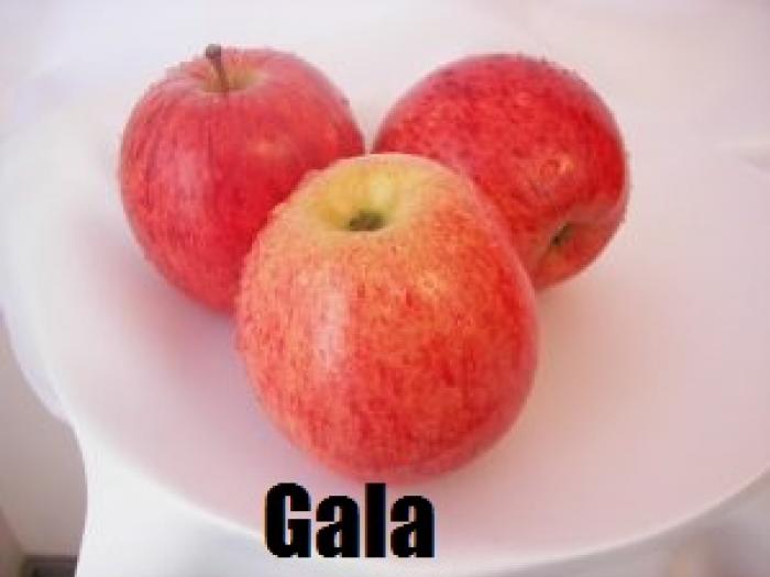 Gala