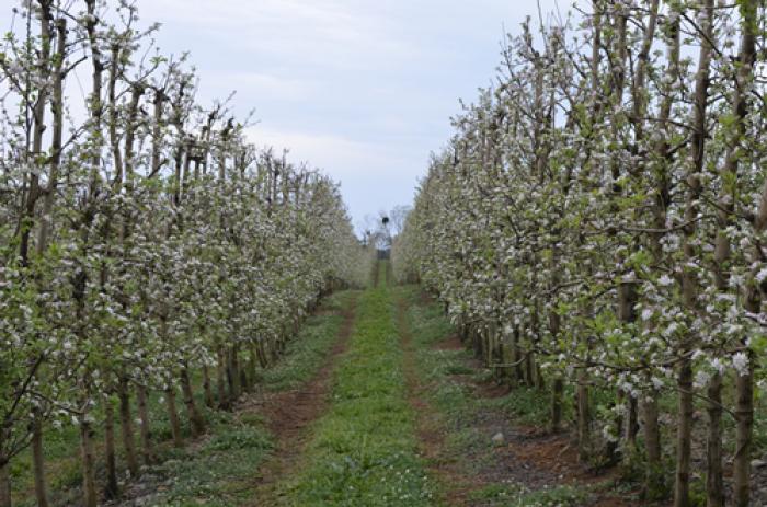 Primavera